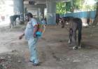 Chennai Tests Horses After Glanders Case