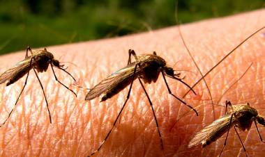 விதிகளை முறையாக பின்பற்றாமல் மாநகராட்சி அலட்சியம்: கொசு தொல்லை அதிகரிப்பால் சென்னை மக்கள் கடும் அவதி