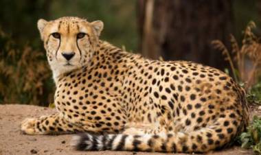 நமீபியாவில் இருந்து இந்தியாவுக்கு கொண்டு வரப்பட்ட சிவிங்கிப்புலி உயிரிழப்பு