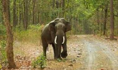ஈரோடு மாவட்டம் சத்தியமங்கலம் அருகே யானை தாக்கி முதியவர் உயிரிழப்பு..!!