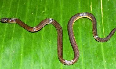 Meghalaya Yields New Burrowing Reed Snake