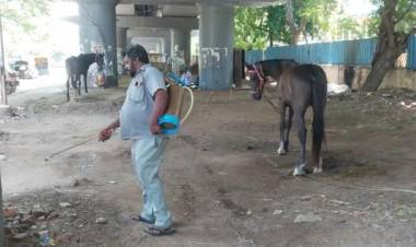 Chennai Tests Horses After Glanders Case
