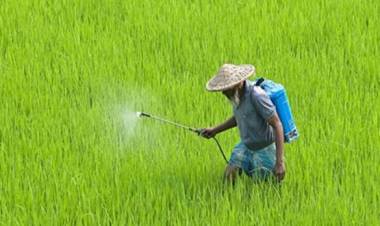 Centre issues draft notification to ban paraquat herbicide