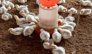Will chicken be available this Sunday? Traders announce statewide sales halt over feed rule violations
