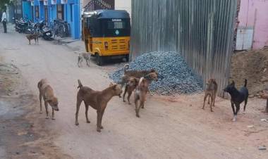 Chennai City Council Fines for Abandoned Pet Dogs