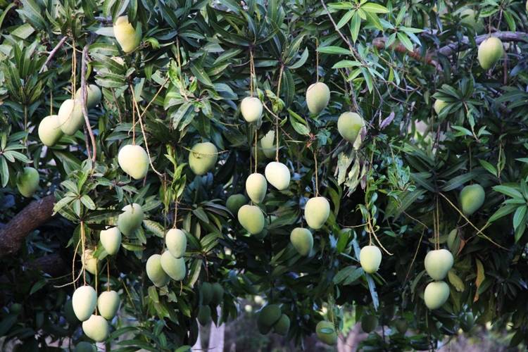 Hanu Reddy to host Mango Tourism at Othivakkam