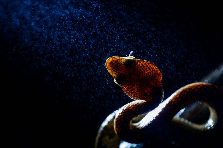 One World, Many Frames: winners of Sony BBC Earth's photography contest announced