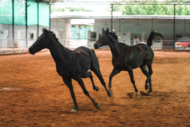 Alive Launches in Hyderabad, Records Strong Early Traction Since October 2025