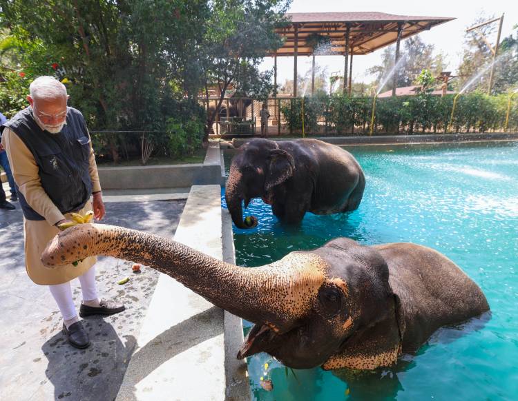 VANTARA FOUNDATION DAY: ONE YEAR AFTER INAUGURATION BY PRIME MINISTER NARENDRA MODI, MANY ANIMALS RESTORED TO HEALTH AND RETURNED TO THE WILD