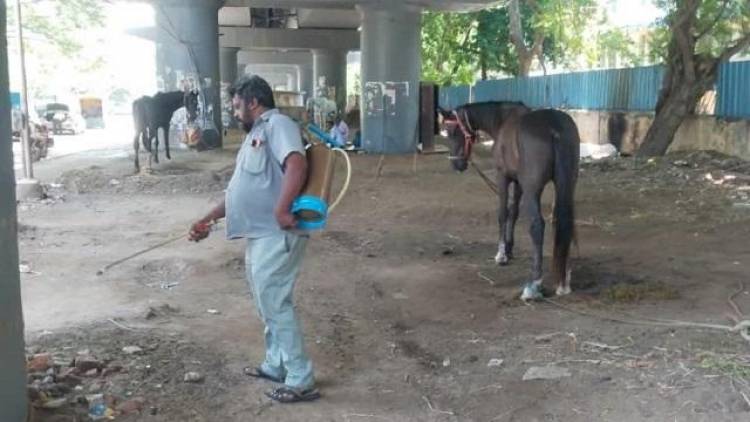 Chennai Tests Horses After Glanders Case